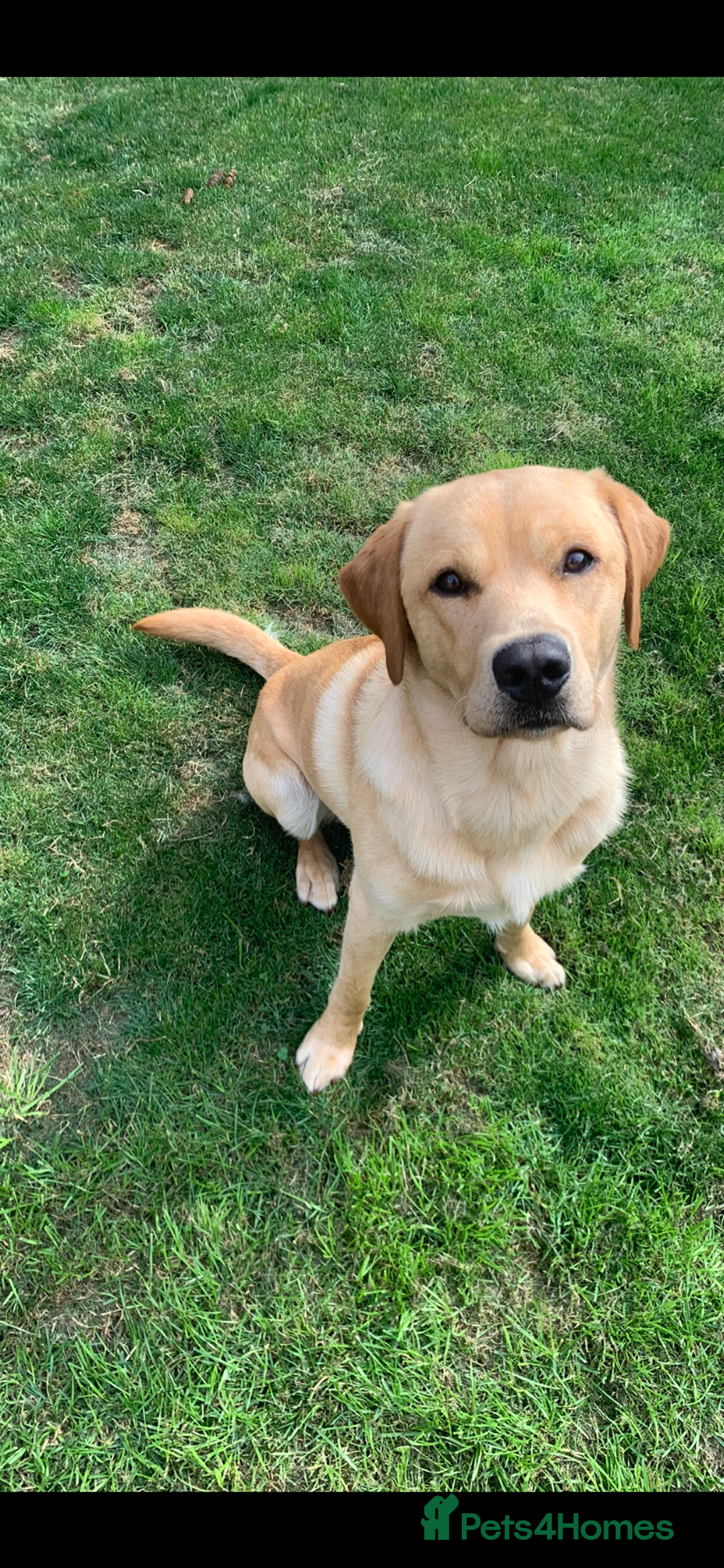 Labrador Retriever dogs for stud: Bred for Temperament Labrador Stud in Hull - Image 4