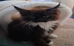 Maine Coon cats for sale: Purebred Maine Coon Kittens–Champion Bloodlines 🐾 - Image 10
