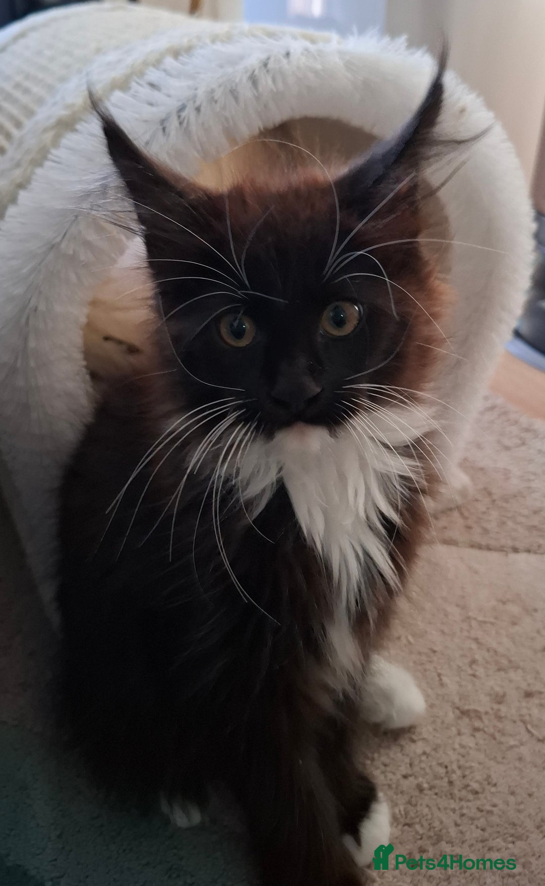 Maine Coon cats for sale: Purebred Maine Coon Kittens–Champion Bloodlines 🐾 - Image 10