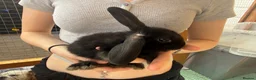 Lionhead rabbits for sale: Baby rabbits  - Advert 2