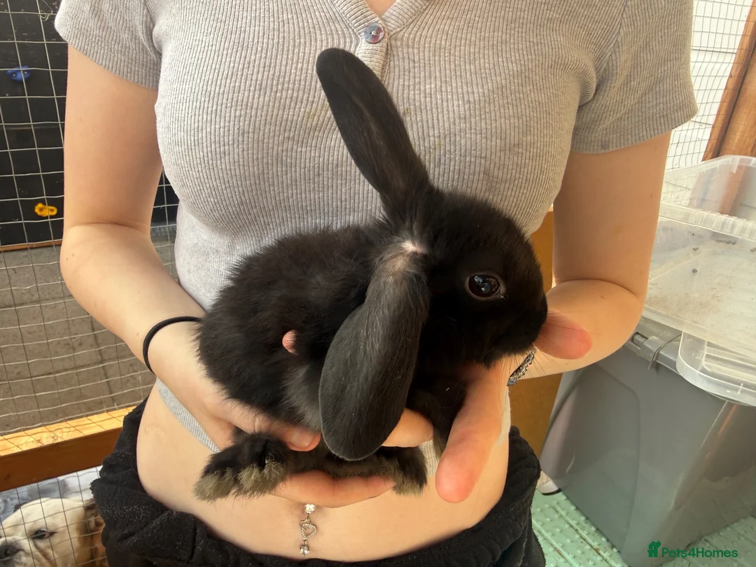 Lionhead rabbits for sale: Baby rabbits  - Advert 2