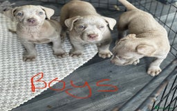 Cane Corso dogs for sale: Cane corso pups  - Image 4