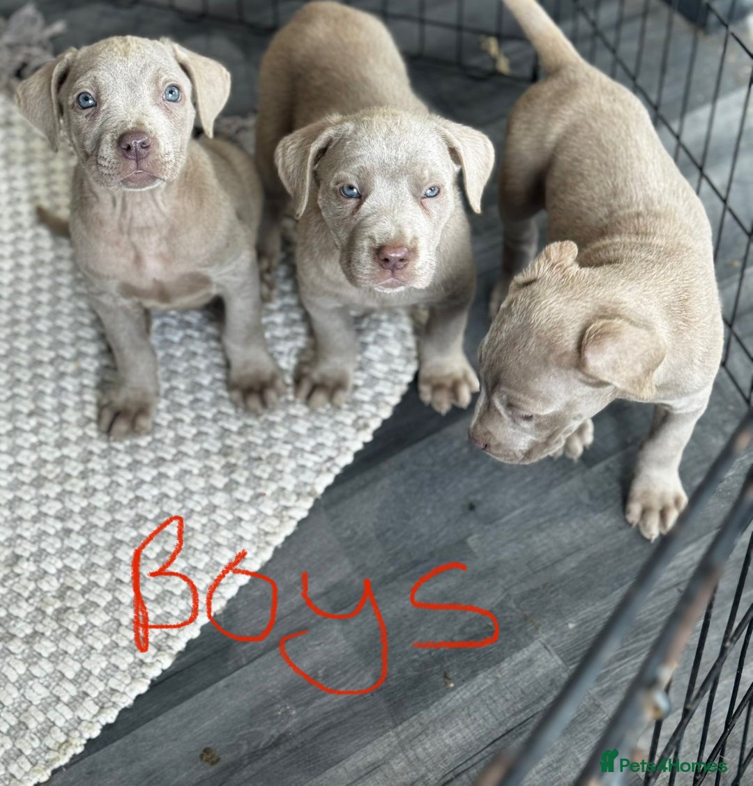 Cane Corso dogs for sale: Cane corso pups  - Image 4
