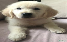 Golden Retriever dogs for sale: Super litter of Goldie pups carrying some colour  - Image 10