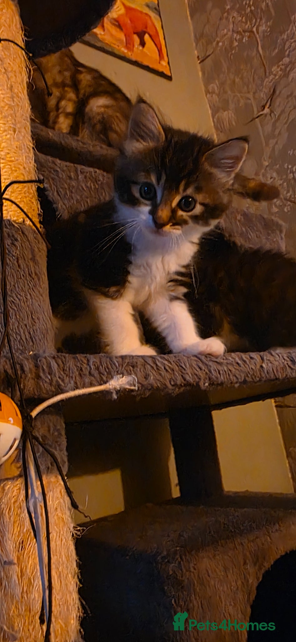 Mixed Breed cats Maincoon x British short hair  - Advert 17