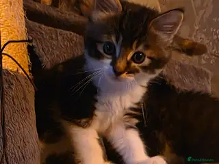 Mixed Breed cats Maincoon x British short hair - Advert 17