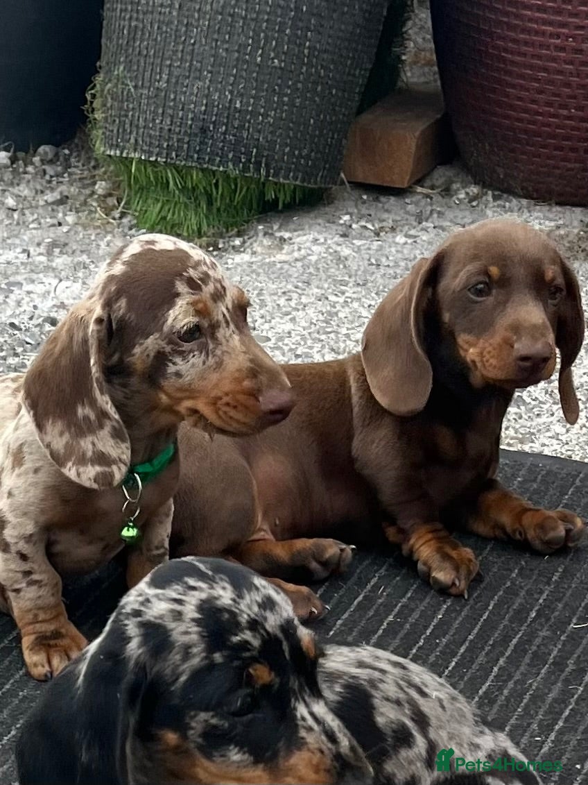 Miniature Dachshund dogs Minature smooth haired pups from pedigree parents - Advert 5