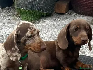 Miniature Dachshund dogs Minature smooth haired pups from pedigree parents - Advert 5