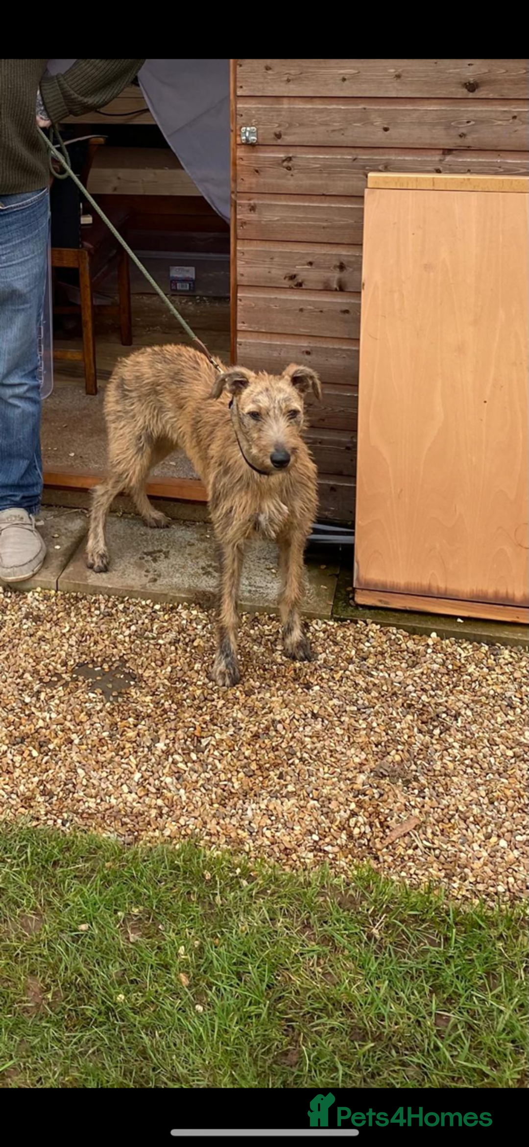 Lurcher dogs for sale: Quality Lurcher pups Deerhound/Grey Wheaten/Grey - Image 16