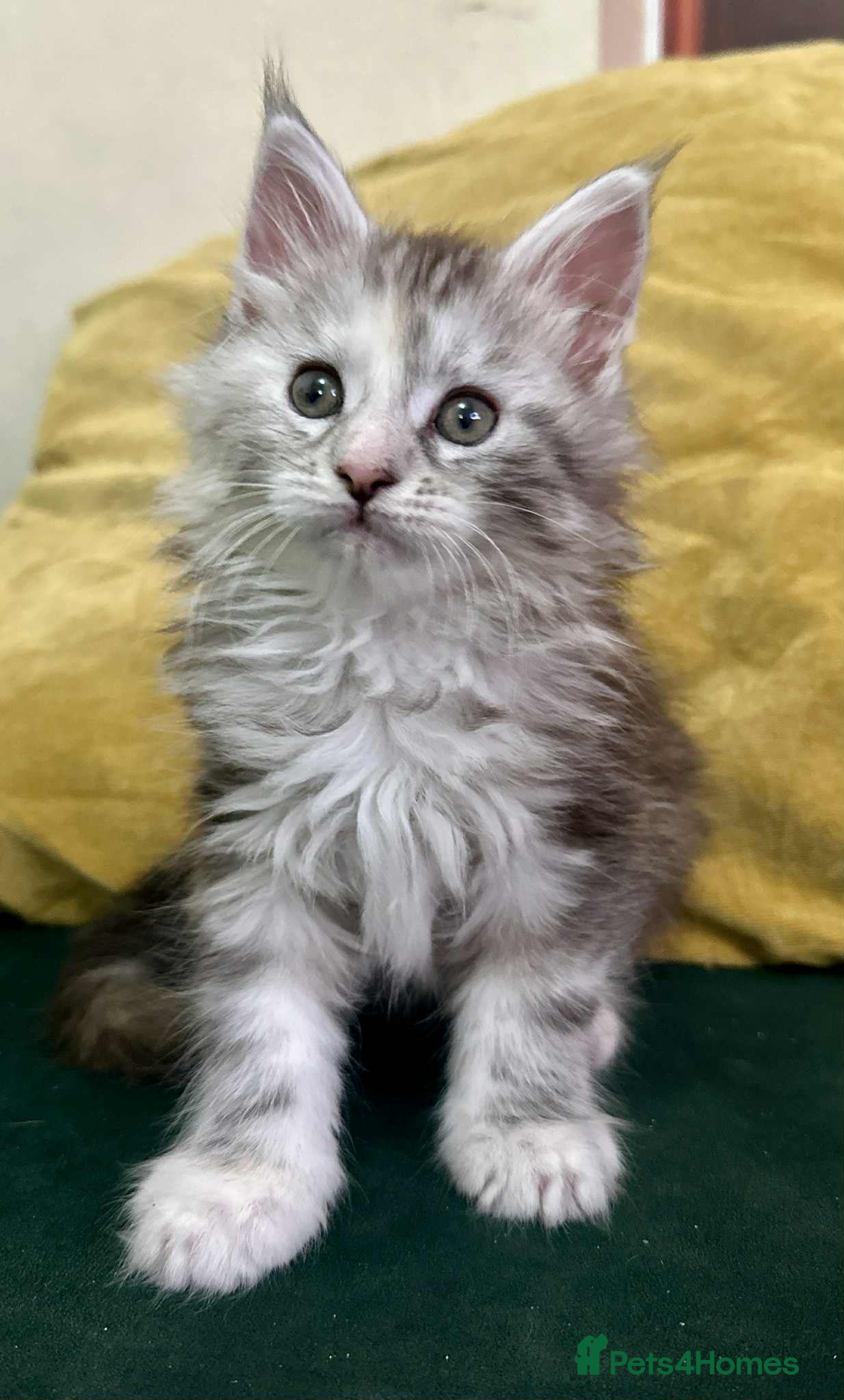 Maine Coon cats Majestik maine coon kittens  - Advert 17