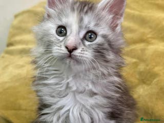 Maine Coon cats Majestik maine coon kittens - Advert 9