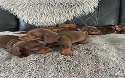 Miniature Dachshund dogs for sale: Miniature dash - Image 6