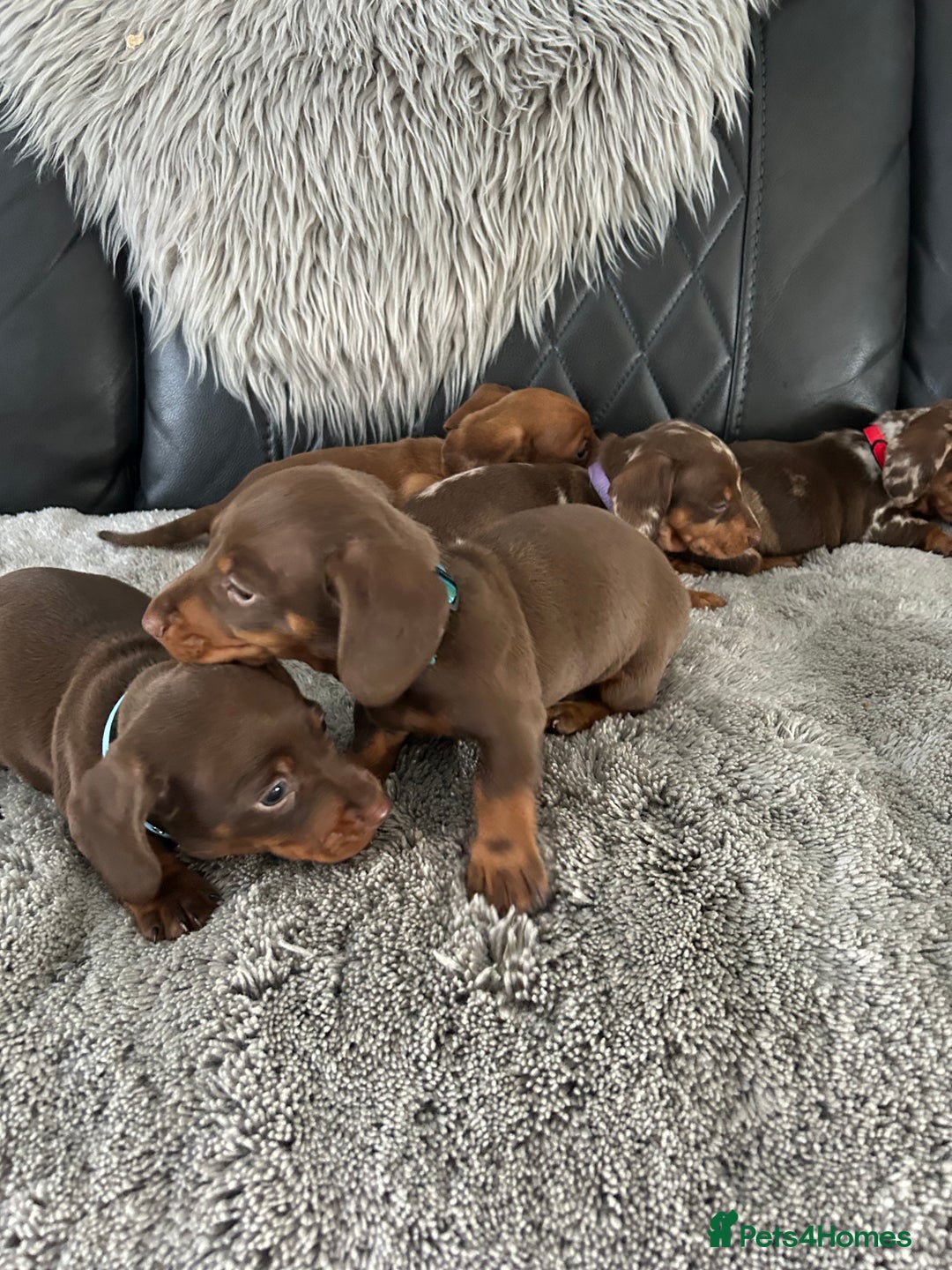 Miniature Dachshund dogs for sale: Miniature dash - Image 6