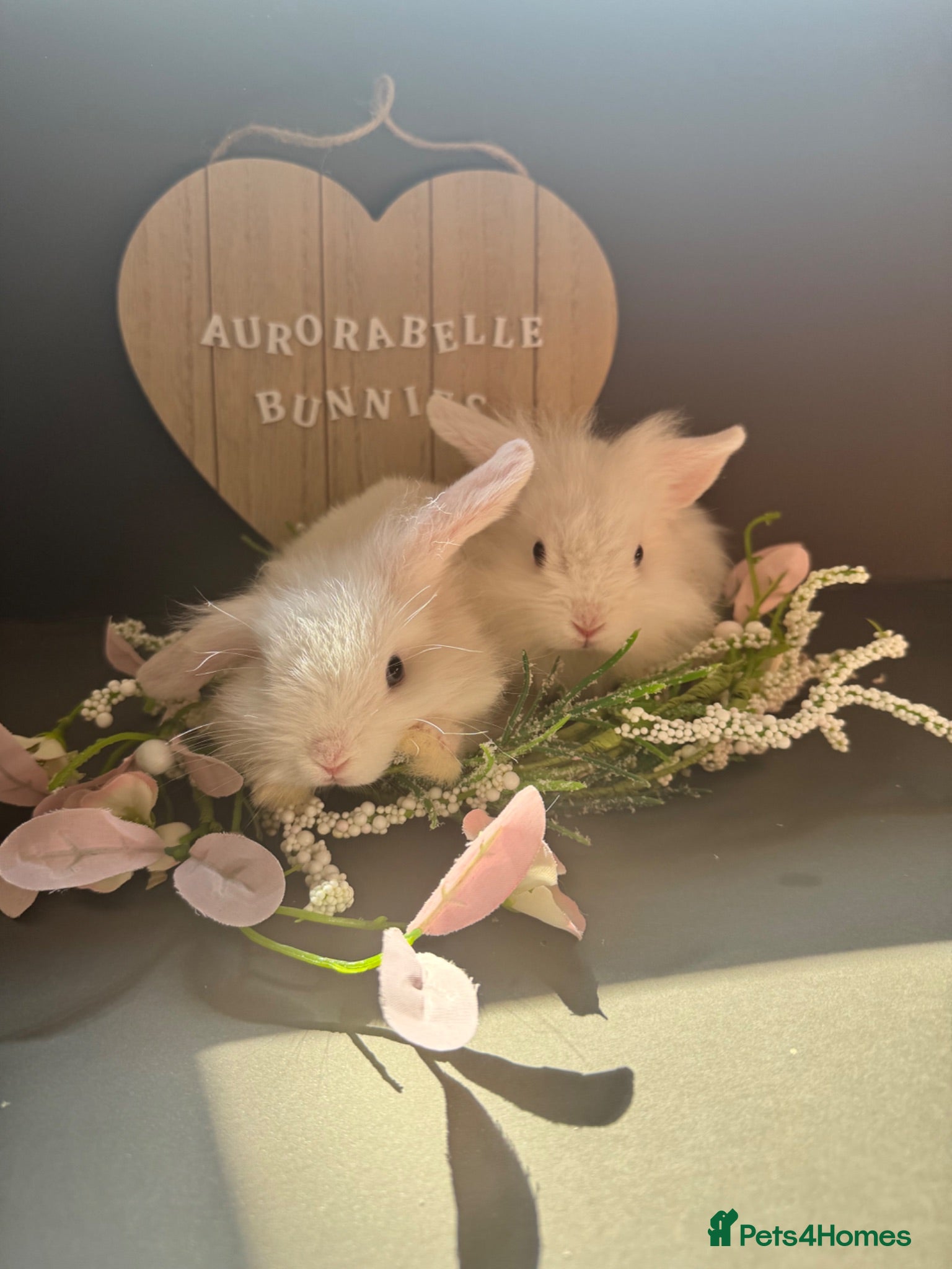 Mini Lion Lop rabbits 2 beautiful lionlops - Advert 15