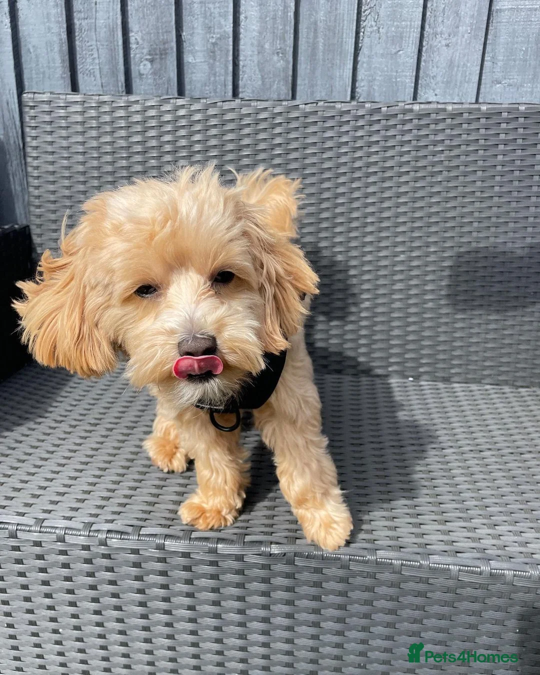Mixed Breed dogs for sale: Alfie Champagne-Red  **  Maltipoo - Advert 2
