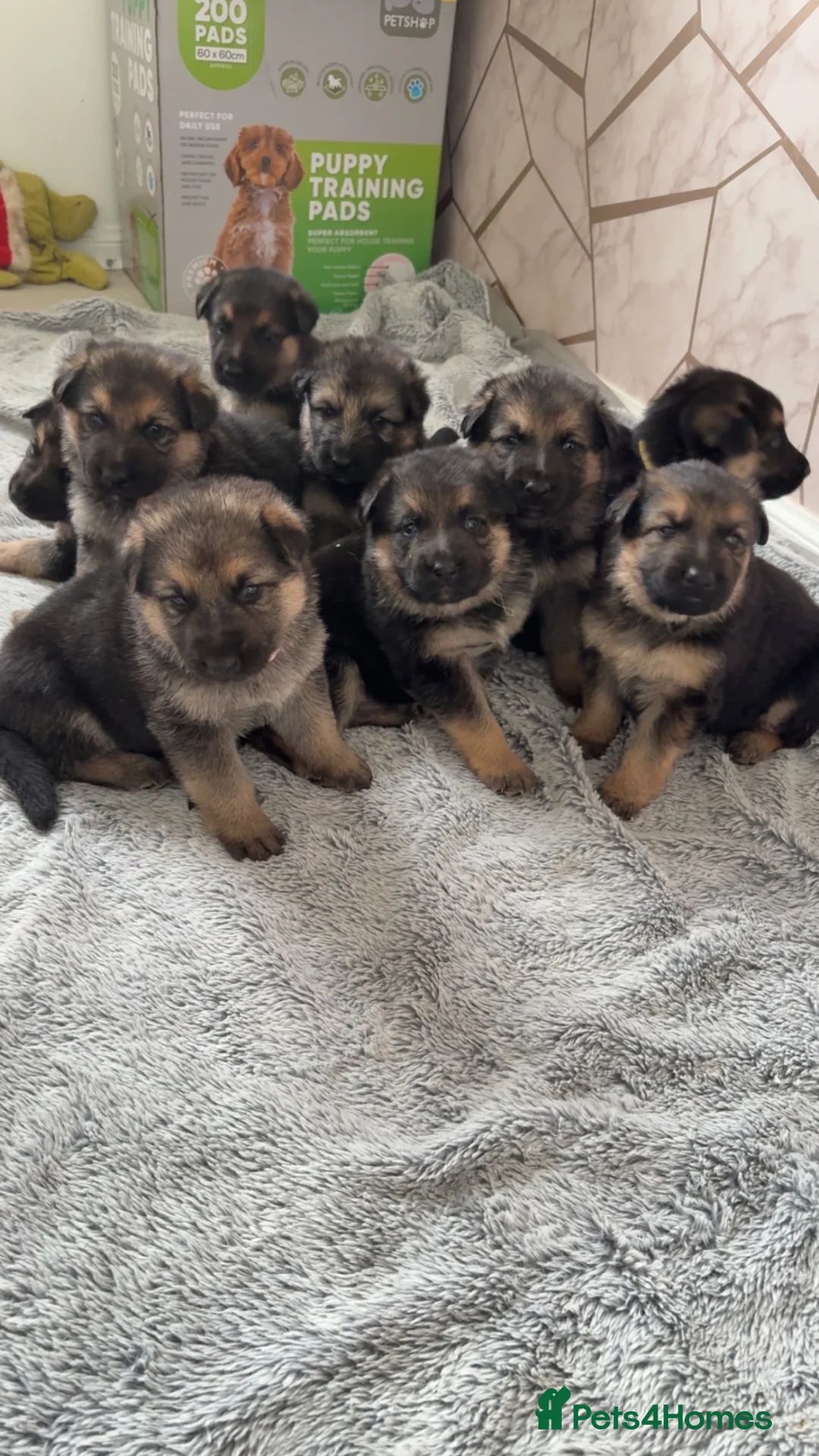 German Shepherd dogs for sale: German Shepard  in Edinburgh - Advert 2