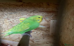 Budgerigars birds for sale: Baby Budgies for sale - Image 7
