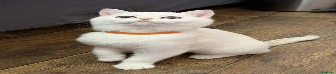 🧡British Shorthair Kitten 2🧡