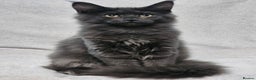 Maine Coon cats for sale: Black Smoke Kittens - Advert 1