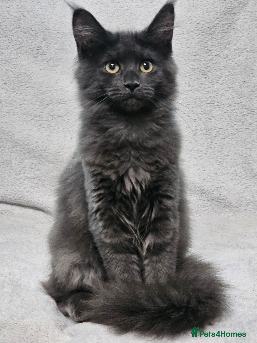 Maine Coon cats for sale: Black Smoke Kittens - Advert 1