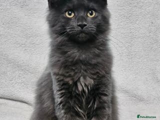 Maine Coon cats Black Smoke Kittens - Advert 10
