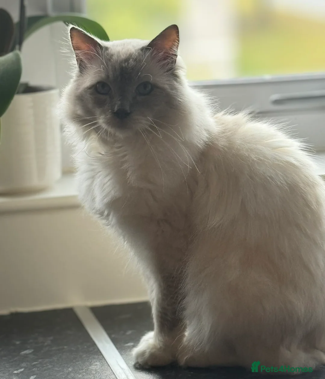 Ragdoll cats for sale: Affectionate GCCF Ragdoll Looking for Home - Advert 2