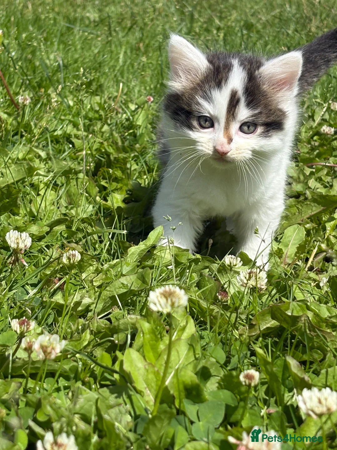 Mixed Breed cats for sale: Beautiful Cats & Kittens Looking for Their a home  in West Drayton - Advert 2