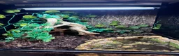 Frog reptiles for sale: Pac-Man complete set up in Ingatestone - Advert 3