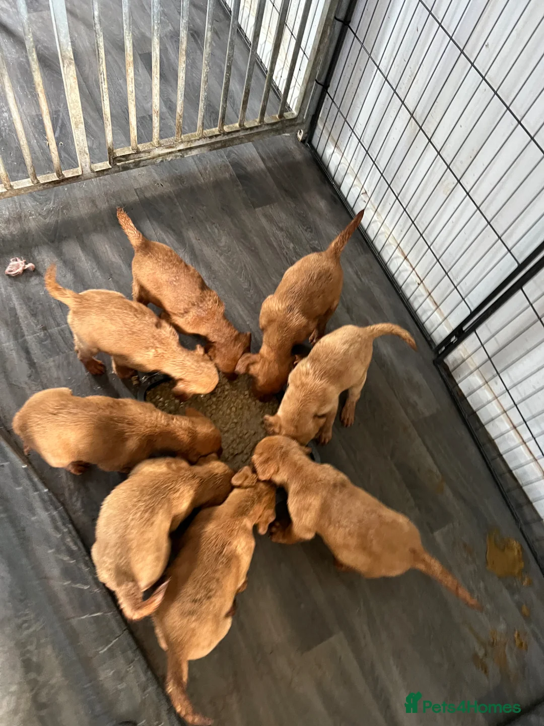 Labrador Retriever dogs for sale: Roxey red tops  - Advert 1
