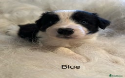 Border Collie dogs for sale: Border Collie puppies for sale - Image 6