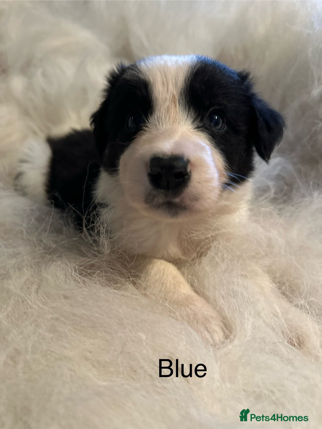 Border Collie dogs for sale: Border Collie puppies for sale - Image 6