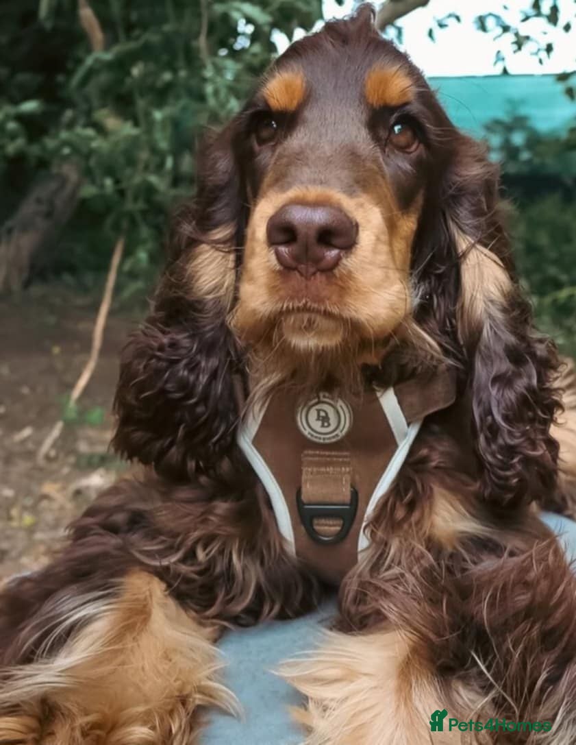 Bruno 