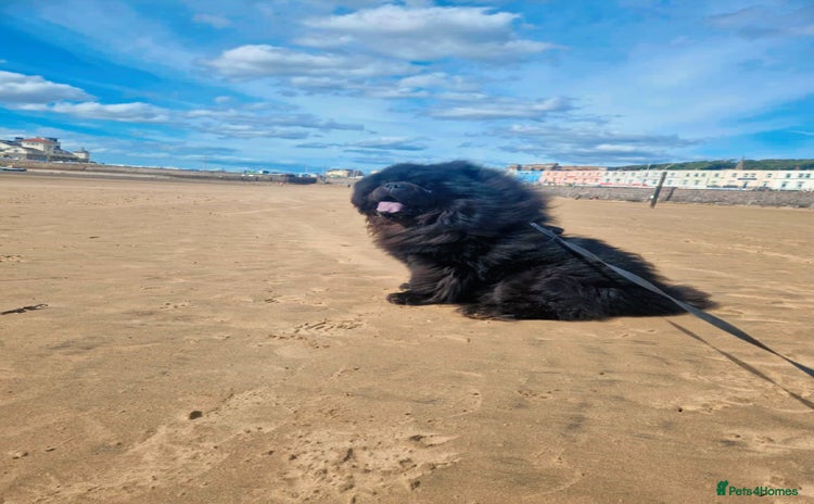 Chow Chow dogs in Gloucester - Advert 5
