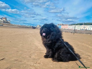 Chow Chow dogs in Gloucester - Advert 4