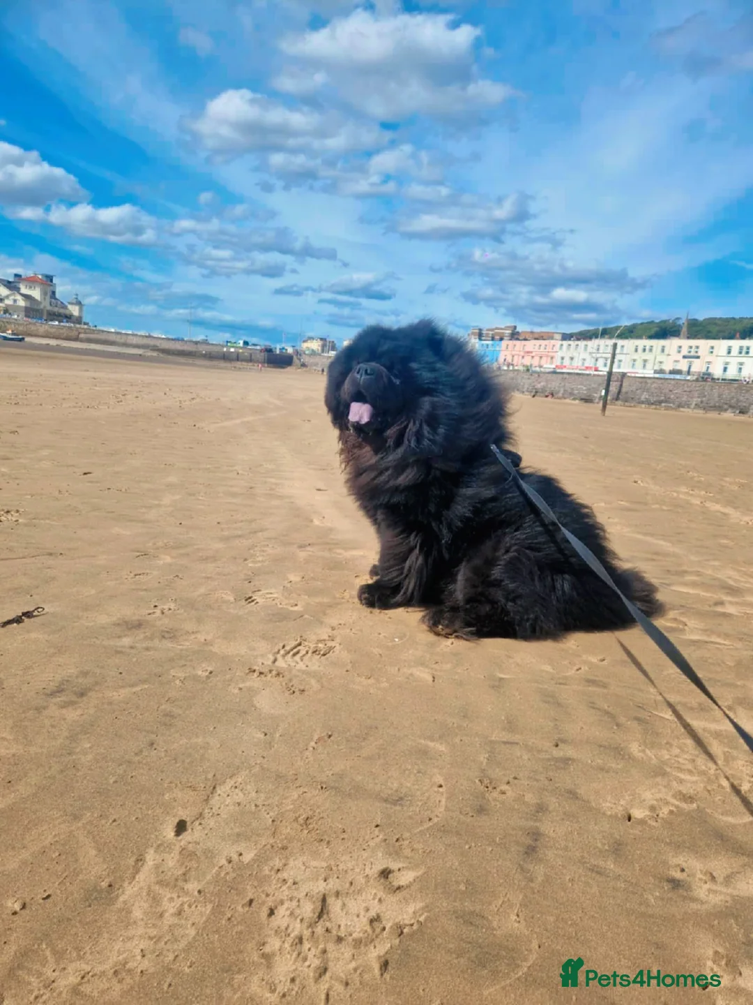 Chow Chow dogs for stud: Sire JIMMY , rainbow producer . in Gloucester - Advert 1