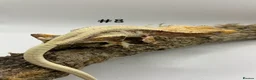 Gecko reptiles for sale: NEW Adult + Juvenile Crested Geckos + Lilly Whites - Advert 16