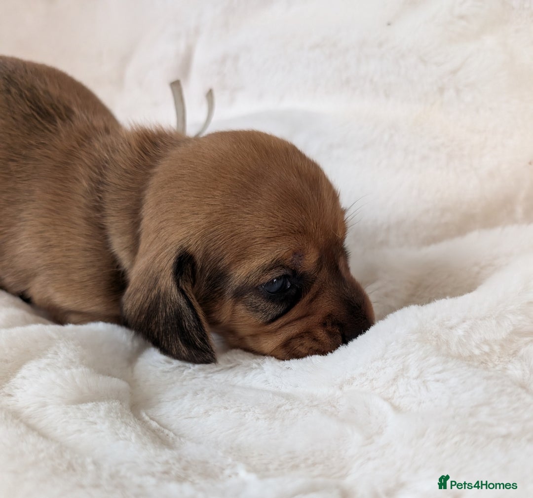 Miniature Dachshund dogs for sale: Smooth shaded red - Image 13