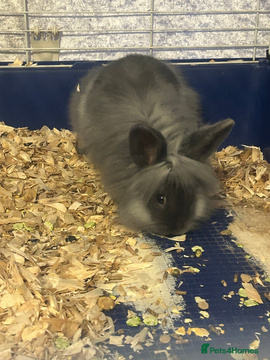 Lionhead rabbits for sale: Lion head buck young rabbit  - Advert 2