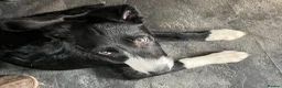 Border Collie dogs for sale: 1 Beautiful Very special border collie girl  - Advert 4