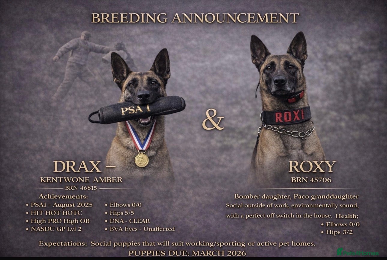 Belgian Shepherd Dog dogs Repeat litter - Health tested Malinois  - Advert 1