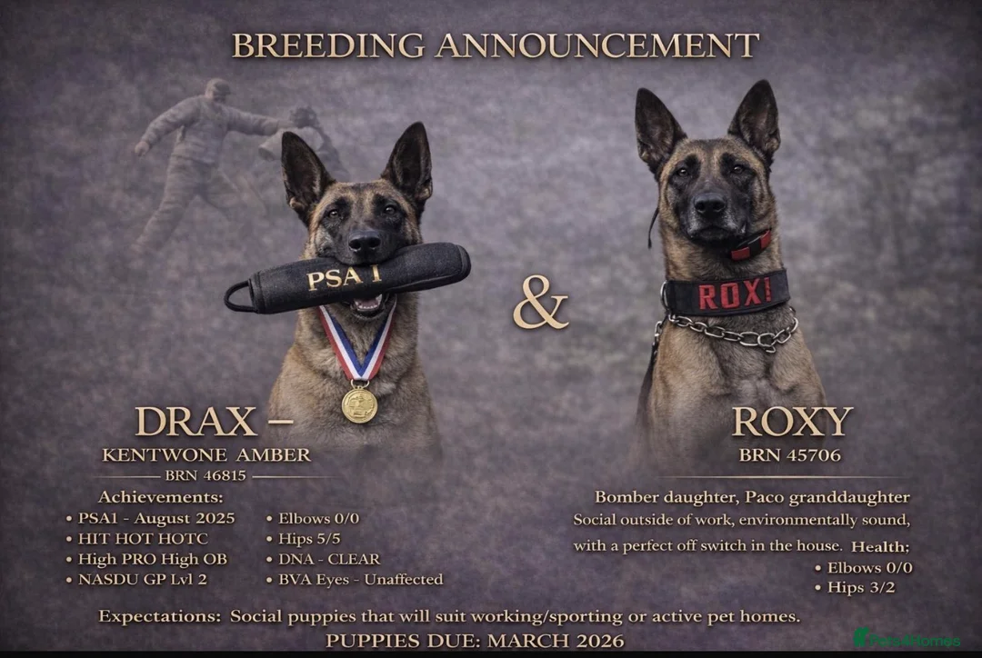 Belgian Shepherd Dog dogs for sale: Repeat litter - Health tested Malinois  - Advert 1