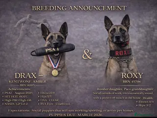 Belgian Shepherd Dog dogs Repeat litter - Health tested Malinois - Advert 1