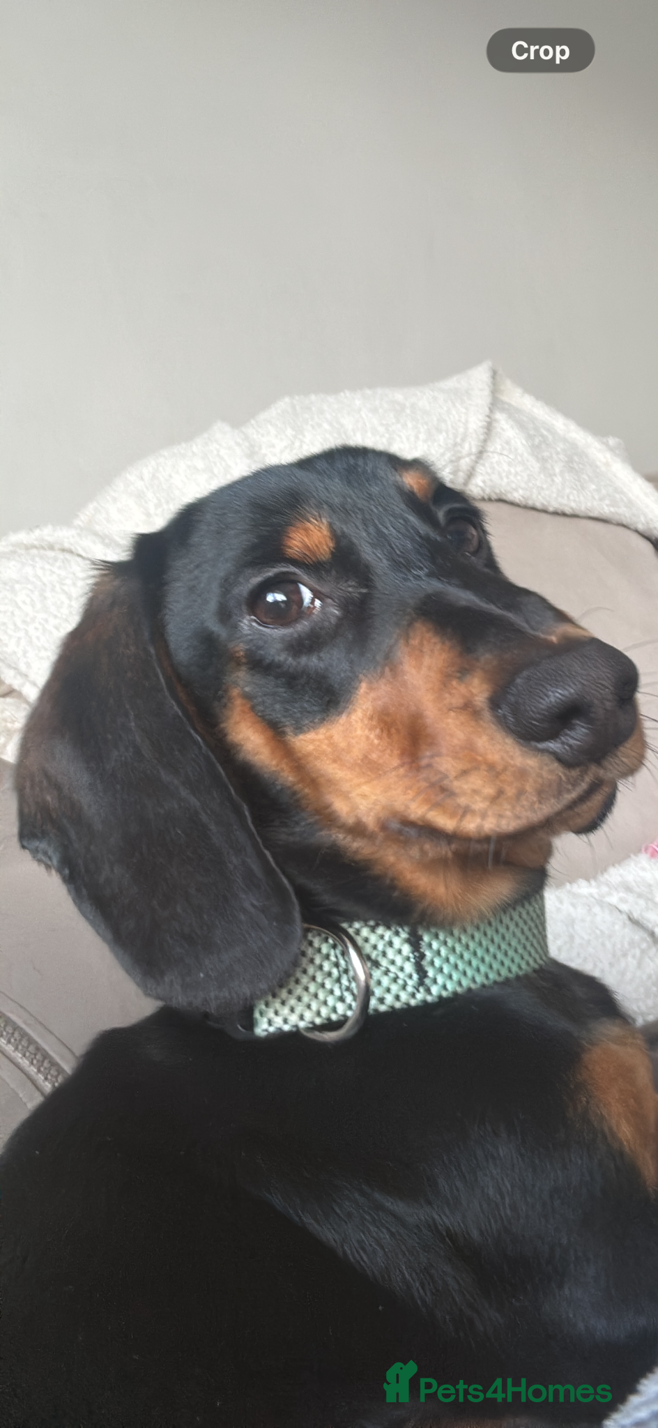 Dachshund dogs 7 month old puppy - Advert 7