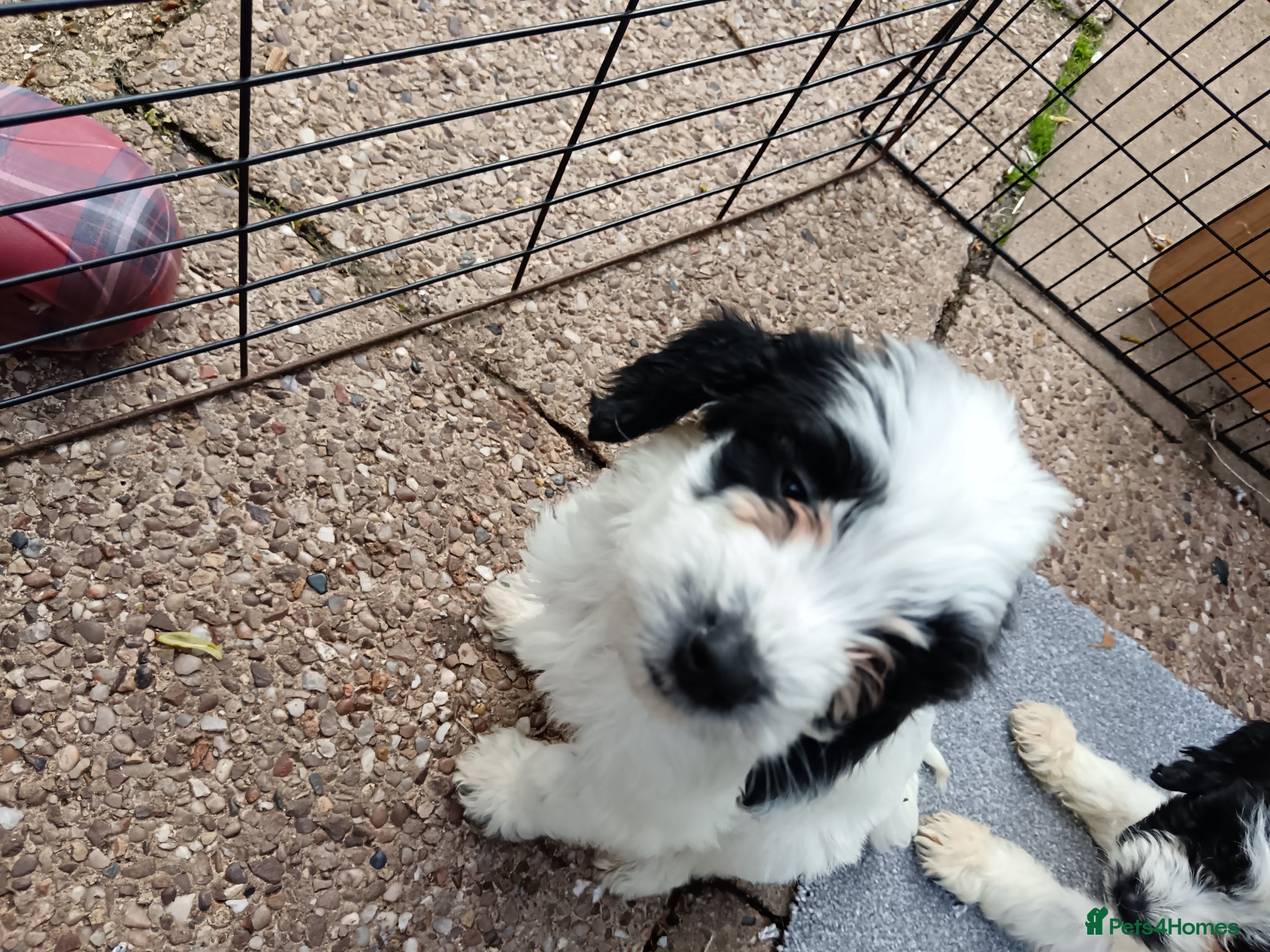 Mixed Breed dogs Springer poo puppies 9 weeks old  - Advert 11