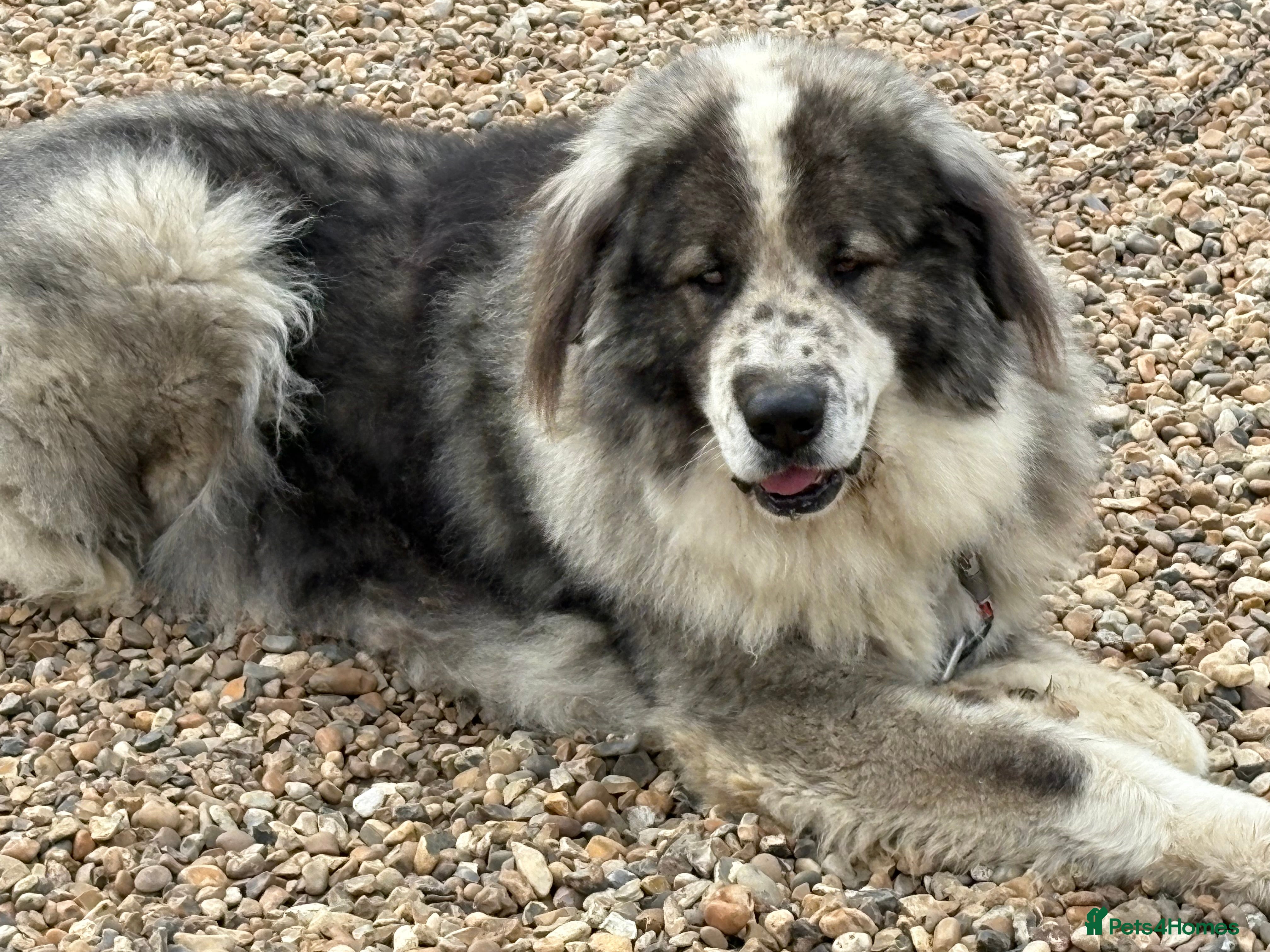 Caucasian Shepherd Dog dogs Powerful Caucasian Shepherd for Stud - Advert 1