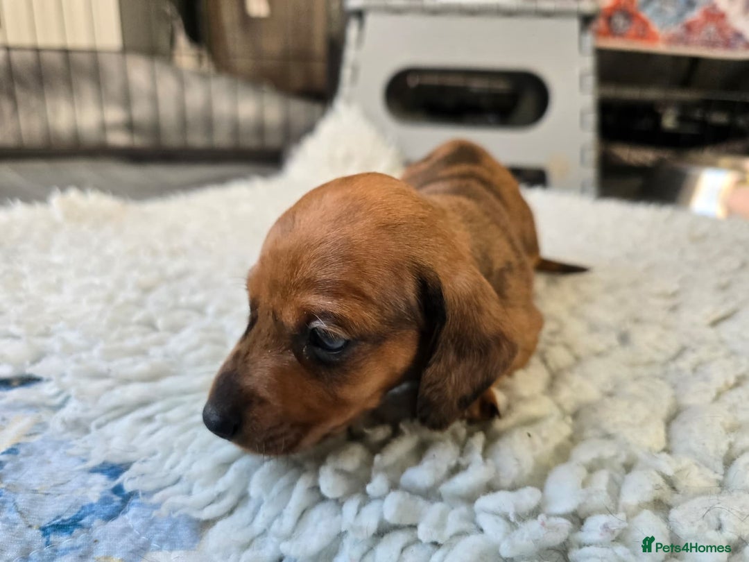 Miniature Dachshund dogs for sale: ✨5star✨ True miniatures, Licenced breeder, KC reg - Image 10