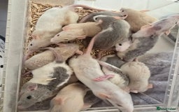 Rat rodents for sale: Babies rats, rex, dumbos and fancy - Image 27