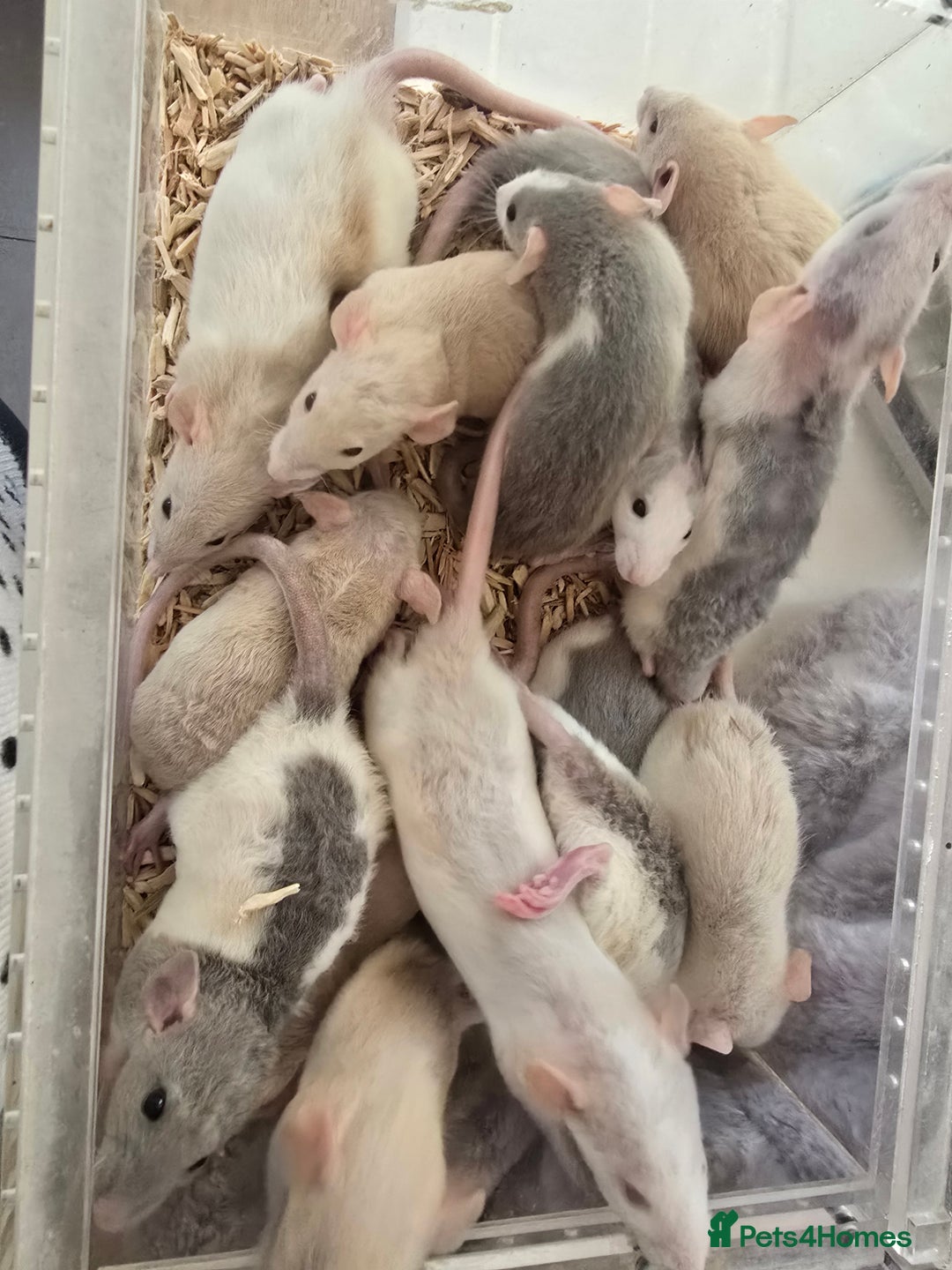 Rat rodents for sale: Babies rats, rex, dumbos and fancy - Image 27
