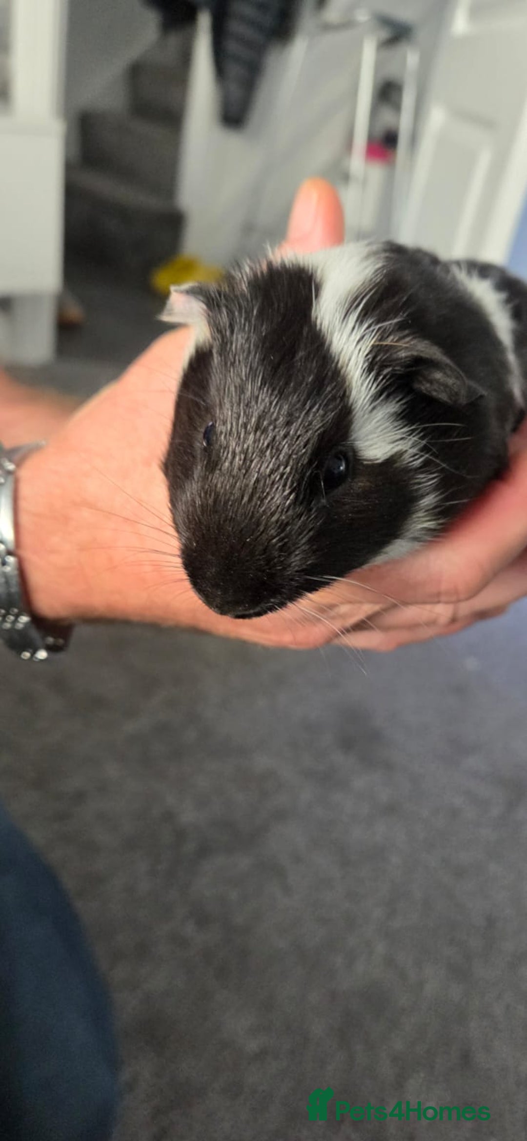 Guinea Pig rodents for sale: 3 male guineapigs  - Advert 1