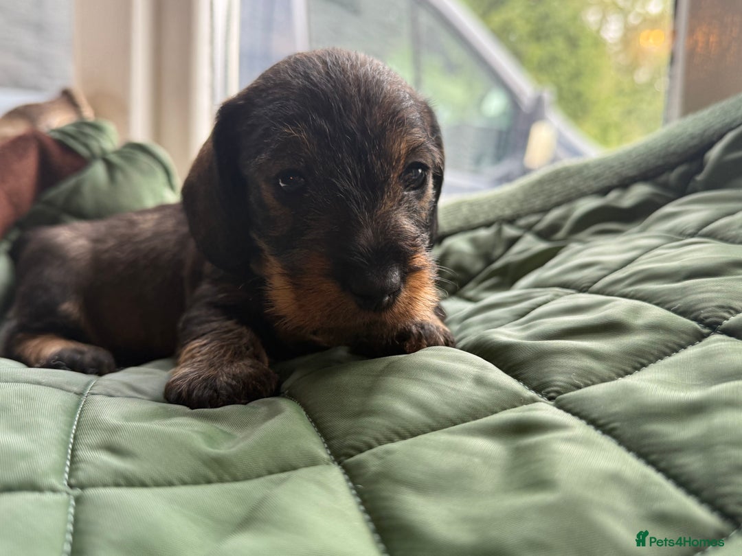 Miniature Dachshund dogs for sale: Miniature wirehaired Dachshund  - Image 7